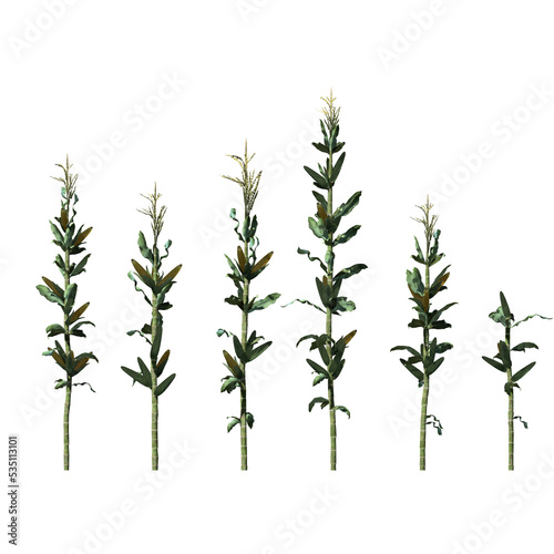 Obraz na płótnie Corn Stalk Row - Front View