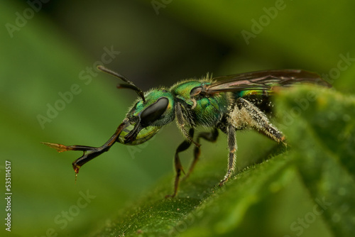 A green fly drinking water perched on a green leaf