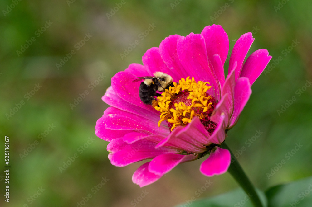 a bumble bee goes through the pollination process on an isolated pink and yellow flower a bumble bee goes through the pollination process on an isolated pink and yellow flower