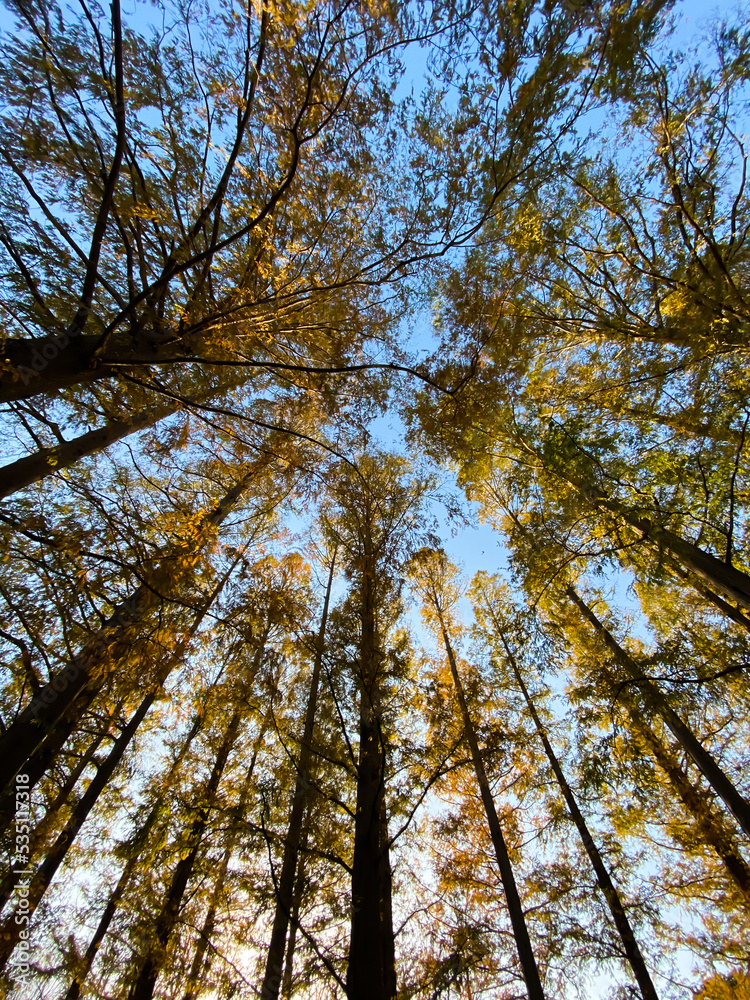 Obraz premium メタセコイア並木(仰望)