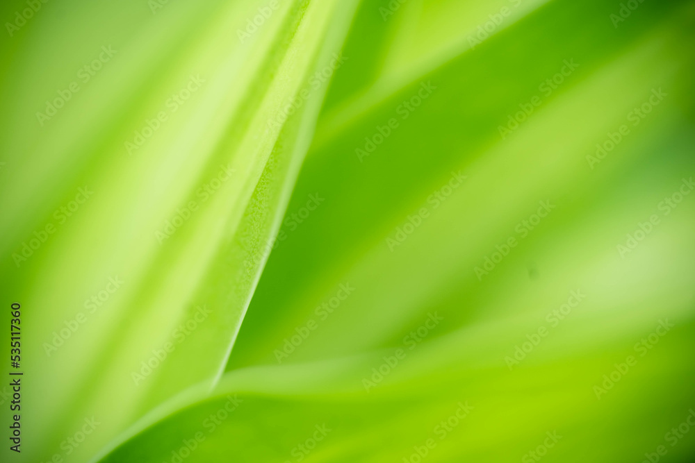 Abstract background nature of green leaf on blurred greenery background in garden. Natural green leaves plants used as spring background cover page greenery environment ecology lime green wallpaper Abstract background nature of green leaf on blurred greenery background in garden. Natural green leaves plants used as spring background cover page greenery environment ecology lime green wallpaper