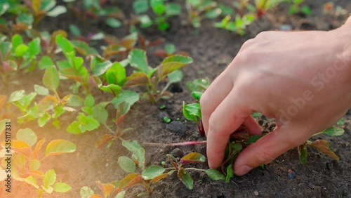 Hand weeding a garden bed with growing red beets from weeds. Hand processing and caring for a home plantation close-up. Growing homemade food in prepared soil. thickets of weeds