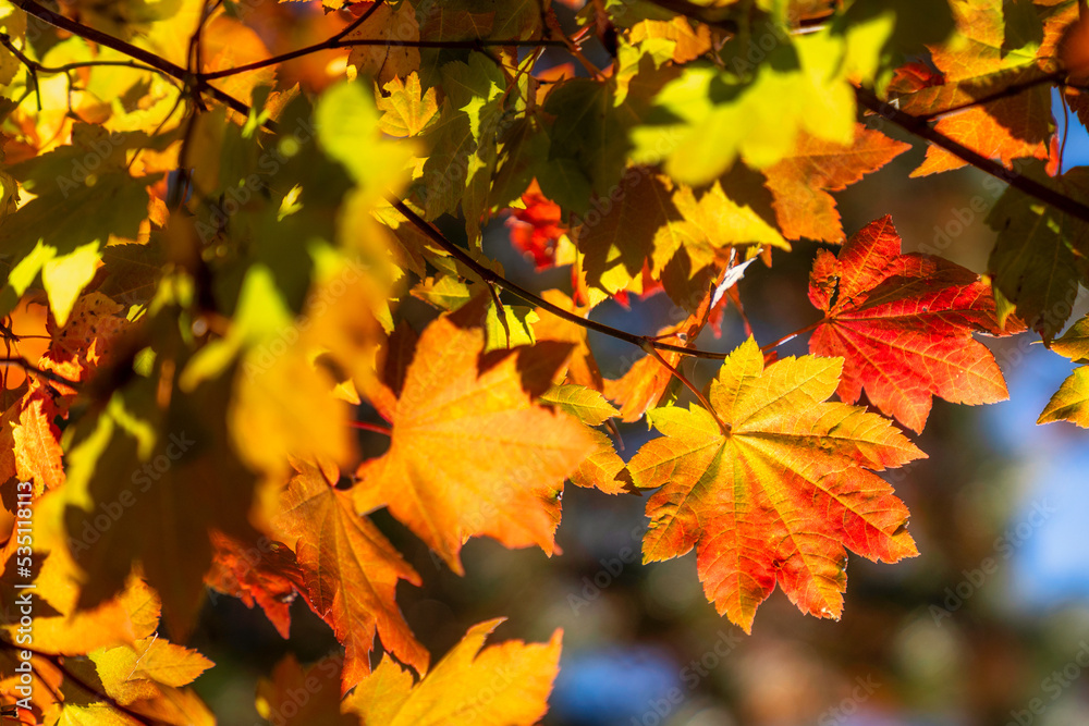 Vine Maples begin to turn into fall colors in Oregon forest Vine Maples begin to turn into fall colors in Oregon forest