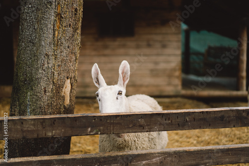 Border Leicester is one of the oldest English long-haired sheep breeds. White cute Border Leicester ewe in zoo. Funny furry sheep muzzle against wooden background. Animals on farming, agriculture. photo