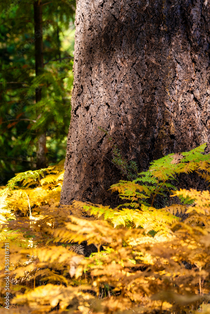Ferns begin to turn into fall colors in Oregon forest Ferns begin to turn into fall colors in Oregon forest