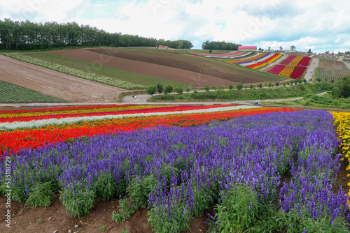 北海道の美瑛町の花畑