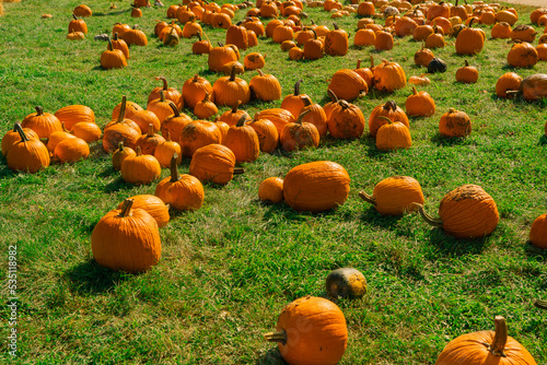  it’s time to celebrate pumpkin season