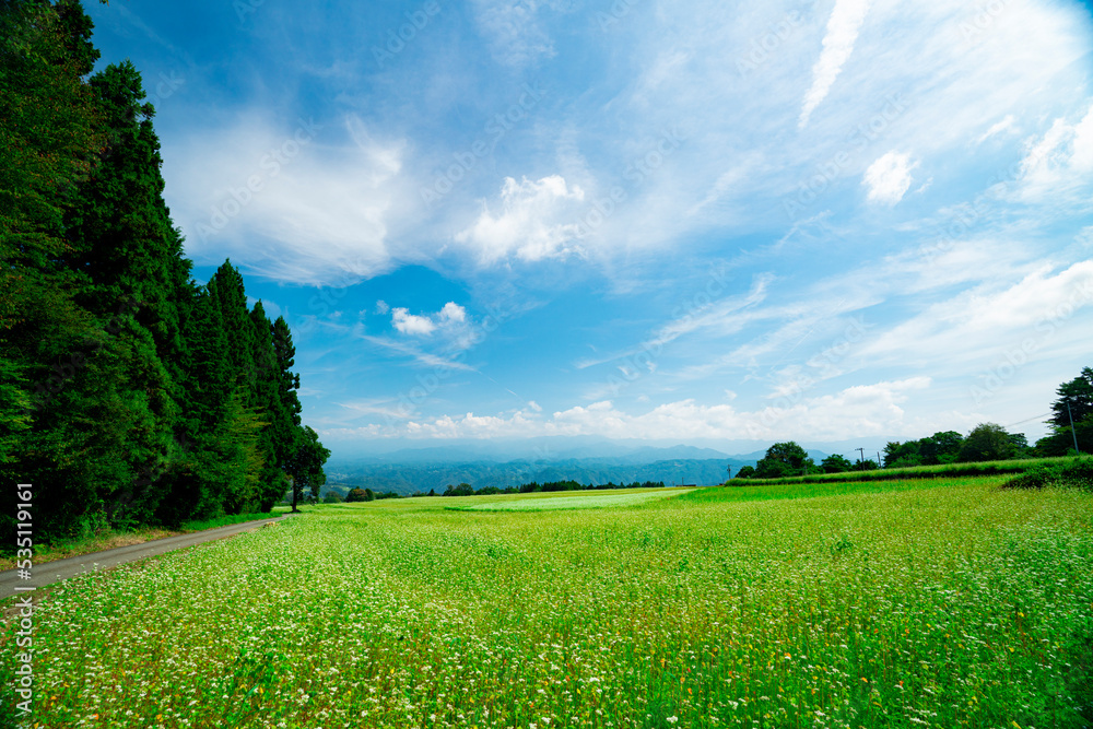 Obraz premium 長野県下条村 そば畑の花が満開な風景 2022年撮影