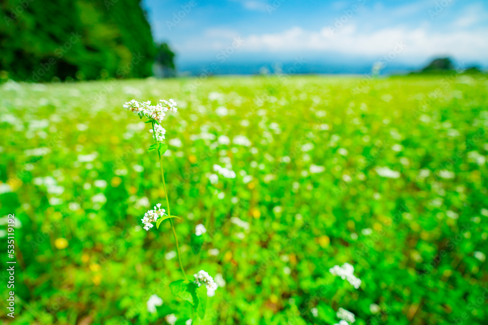 長野県下条村　そば畑の花が満開な風景　2022年撮影