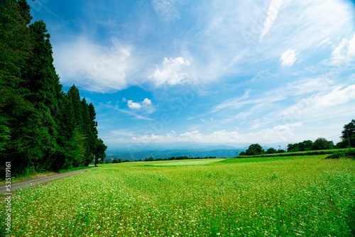 長野県下条村 そば畑の花が満開な風景 2022年撮影