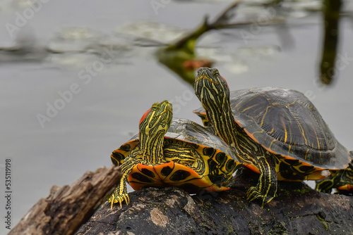 turtles stretching thier necks out sitting on a log on a lake red-eared sliders