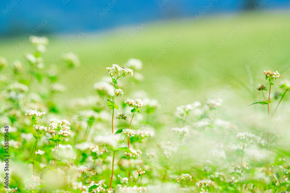 長野県下条村 そば畑の花が満開な風景 2022年撮影 長野県下条村 そば畑の花が満開な風景 2022年撮影