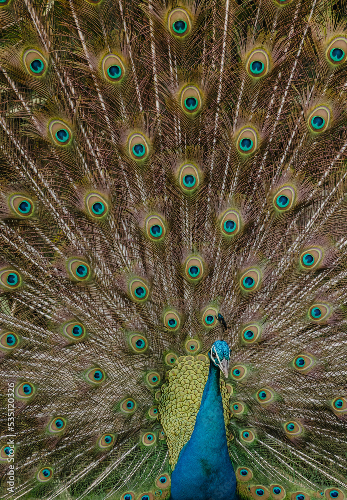 Obraz premium Peacock Displaying Its Tail Feathers