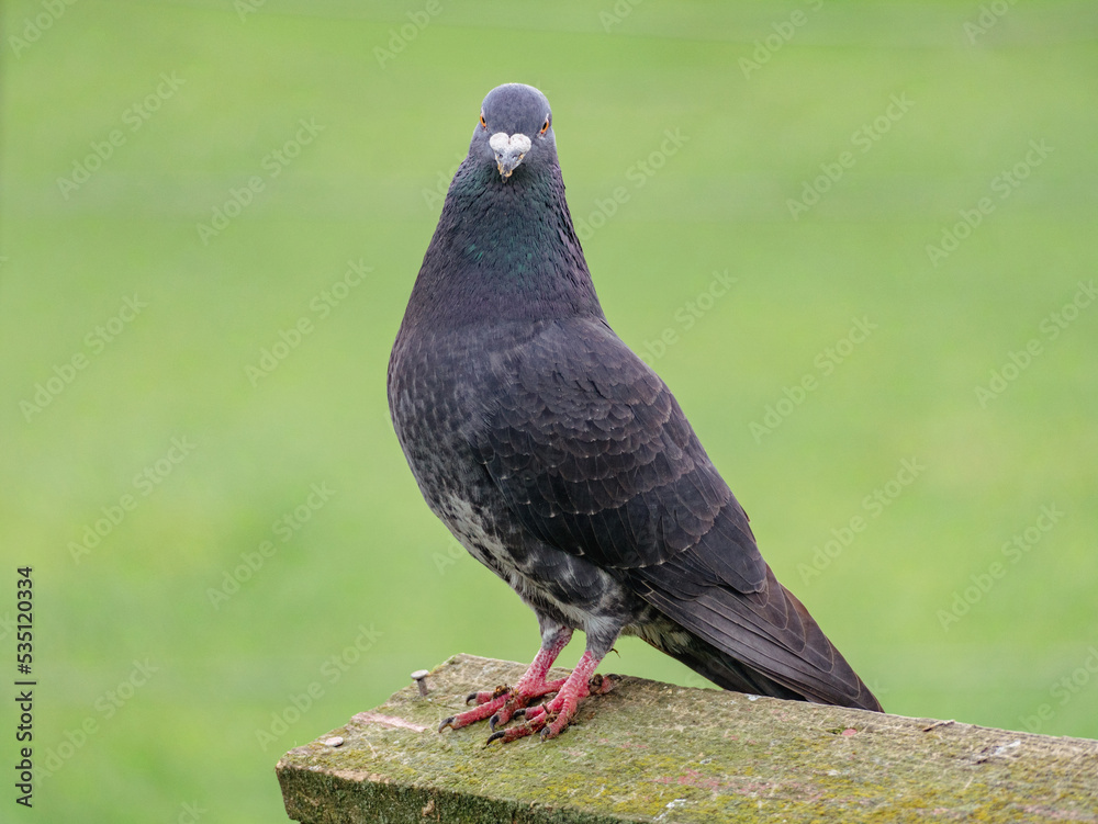 Obraz premium Portrait of a Pigeon on Fence