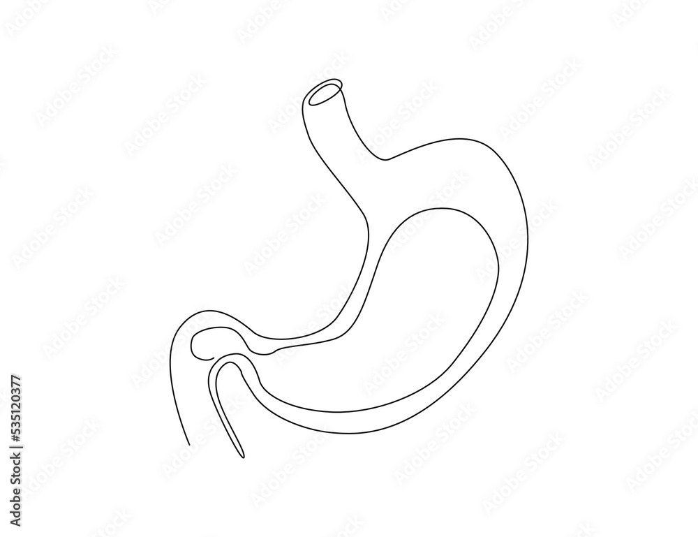 Continuous one line drawing of Stomach organ. Human Gastrointestinal line art drawing vector illustration. Continuous one line drawing of Stomach organ. Human Gastrointestinal line art drawing vector illustration.