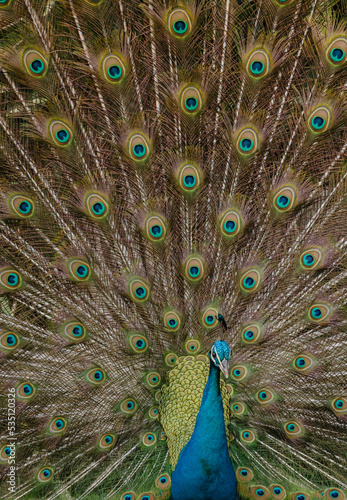 Peacock Displaying Its Tail Feathers