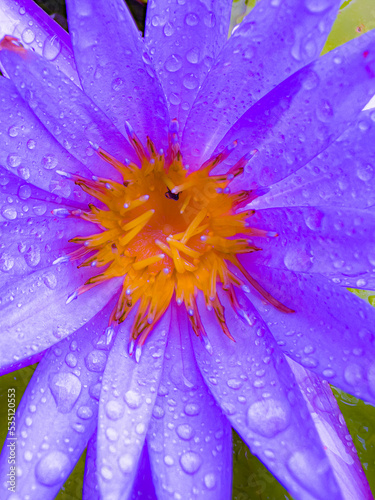 close up purple lotus 