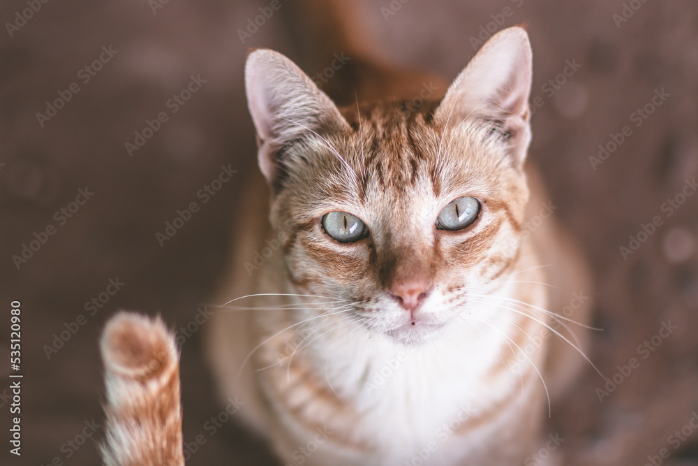 portrait of a cat portrait of a cat