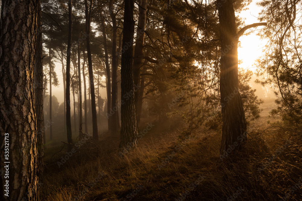 Fototapeta premium Sonnenaufgang im Wald