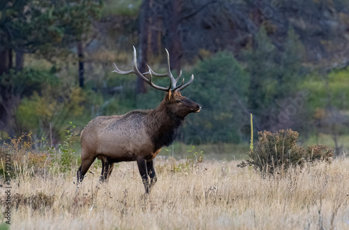 Photography ELk Herd