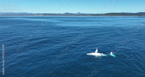 Humpback whale slapping the water off Tweed Head - note Mt Warning on the horizon
