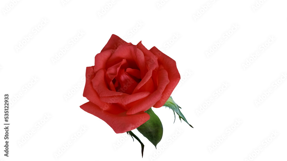 red rose isolated on white red rose isolated on white