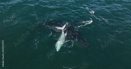 Humpback mother and calf cuddling in shallow water during their annual migration along Australia's eastern coastline. View from above.
