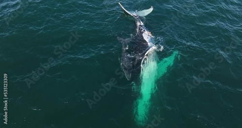 Humpback mother and calf cuddling in shallow water during their annual migration along Australia's eastern coastline. View from above.