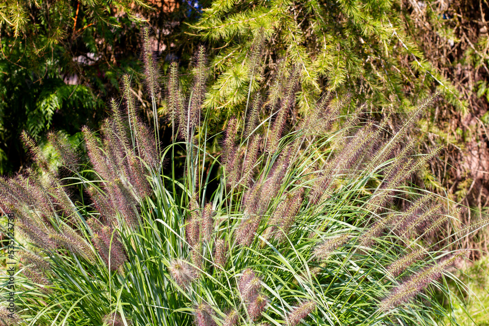 Cluster of fountain grass grows in a garden; beautiful pennisetum grass blooming burgundy red plumes Cluster of fountain grass grows in a garden; beautiful pennisetum grass blooming burgundy red plumes