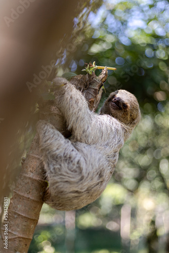 Costa Rican sloth hanging relaxed from a tree branch while playing, eating, yawning and trying to catch the camera with its claws photo