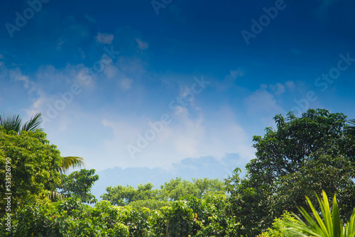 green forest and blue sky