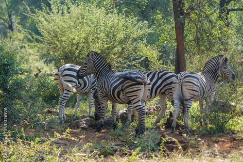 A Dazzle of African Zebras     May 2022     South Africa     Photograph by Mark Churms.