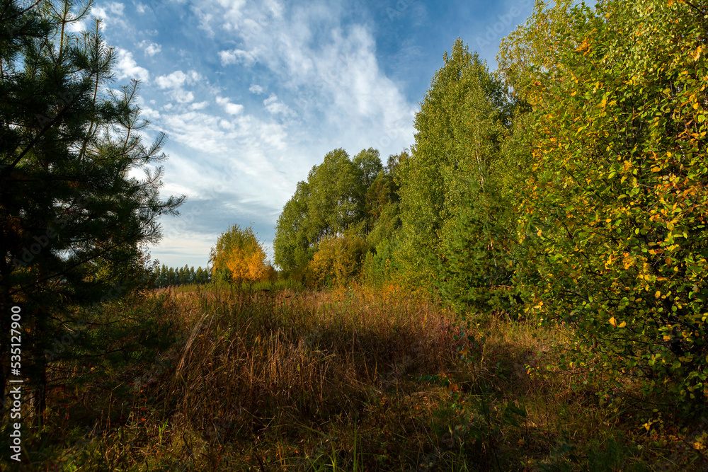 Panoramic landscape of autumn forest and blue sky