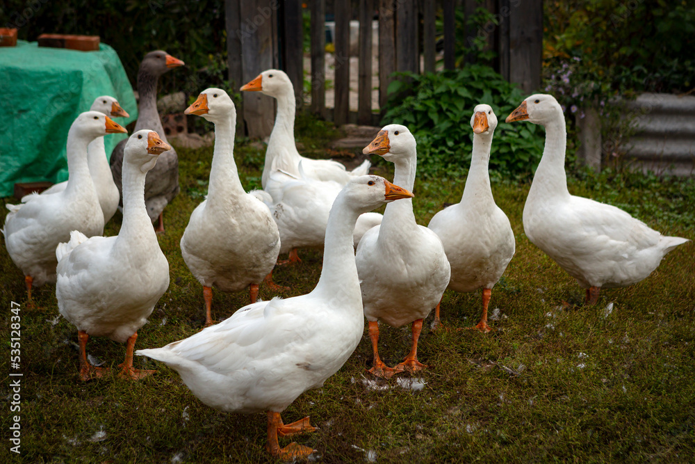 White and gray geese walk around the village. Close-up White and gray geese walk around the village. Close-up