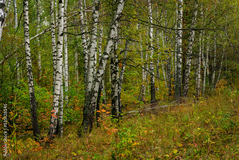 Birch grove in early autumn the first yellow leaves Birch grove in early autumn the first yellow leaves