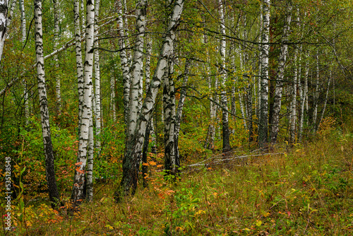Birch grove in early autumn the first yellow leaves
