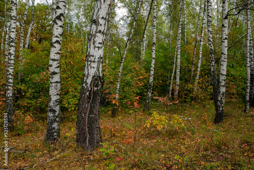 Fototapeta Naklejka Na Ścianę i Meble -  Birch grove in early autumn the first yellow leaves