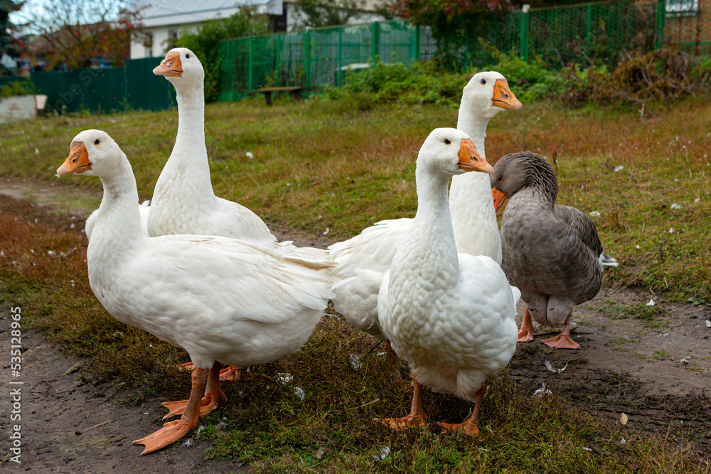 White and gray geese walk around the village. Close-up White and gray geese walk around the village. Close-up