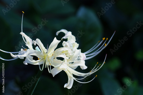 Photography White spider lily (Higanbana, Lycoris albiflora) circular flower head, macro photography