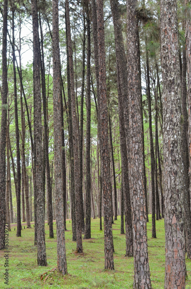 fresh ozone of natural pine forest in countryside at Bo Kaeo Silvicultural Research Station, Thailand fresh ozone of natural pine forest in countryside at Bo Kaeo Silvicultural Research Station, Thailand