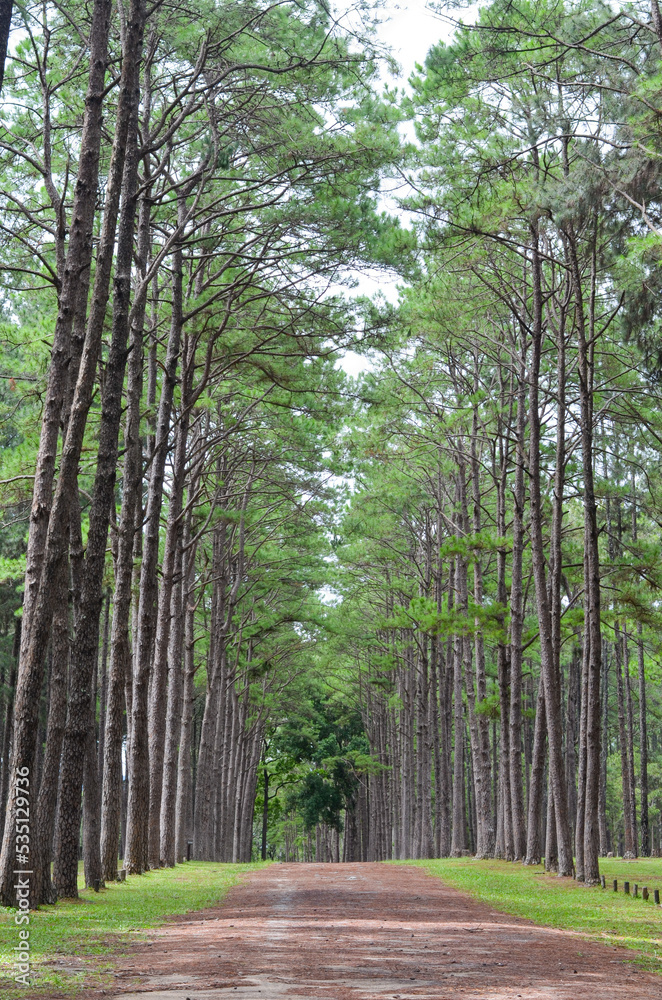 Obraz premium fresh ozone of natural pine forest in countryside at Bo Kaeo Silvicultural Research Station, Thailand