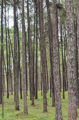 fresh ozone of natural pine forest in countryside at Bo Kaeo Silvicultural Research Station  Thailand