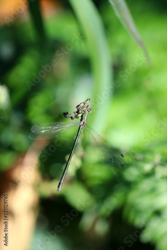 Dragonfly "Emerald damselfly (Ooaoitotombo, Lestes temporalis)" perched on a thin branch. Head part close up macro photograph.