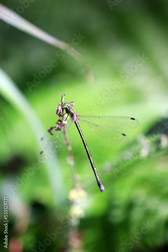 Dragonfly "Emerald damselfly (Ooaoitotombo, Lestes temporalis)" perched on a thin branch. Head part close up macro photograph.
