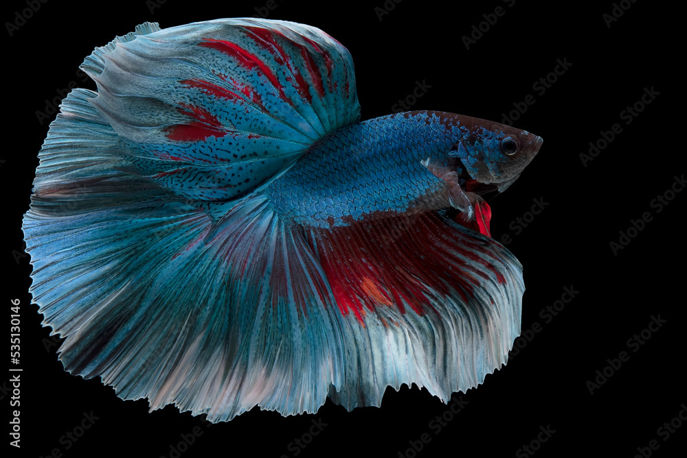 Close up of blue red Betta fish. Beautiful movement of Siamese fighting fish, Betta splendens isolated on black background, Studio shot. Close up of blue red Betta fish. Beautiful movement of Siamese fighting fish, Betta splendens isolated on black background, Studio shot.