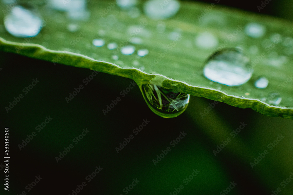 leaf, water leaf, water