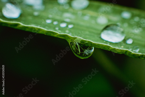 leaf, water
