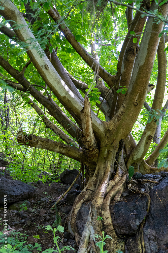 tree with several branches, cactus growing at the roots, mexico, guadalajara tree with several branches, cactus growing at the roots, mexico, guadalajara