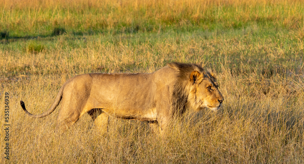 Male African lion on patrol on the African savannah Male African lion on patrol on the African savannah