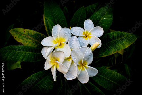 Plumeria Frangipani Flower 